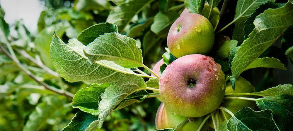 Applewood Inn 盖尔南韦尔 外观 照片